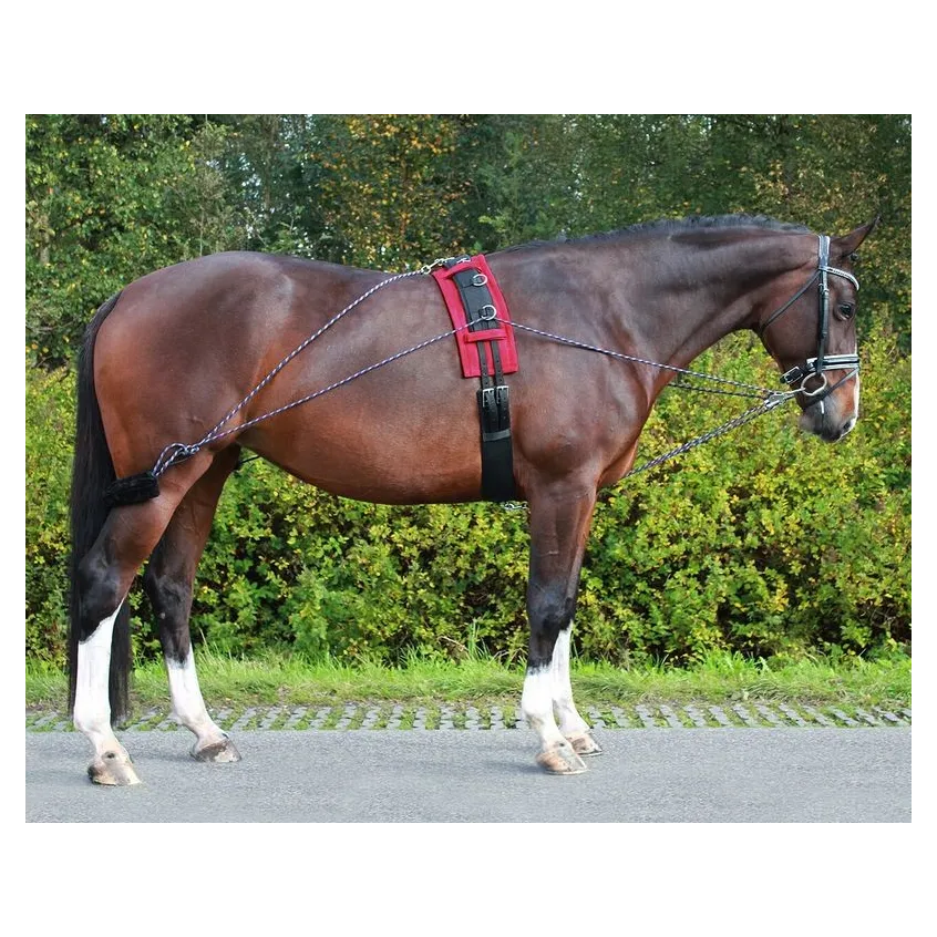 2015 LUNGING TRAINING SYSTEM