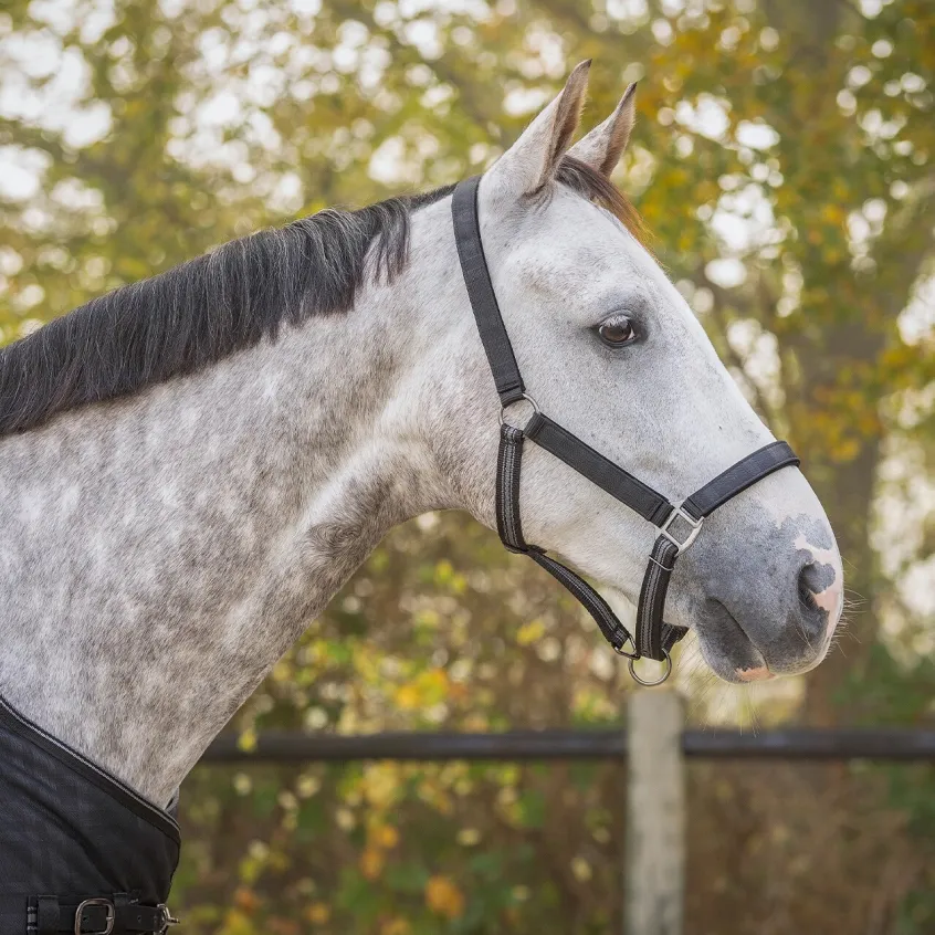 1196 HEAD COLLAR SET