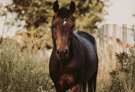 Protocolo de preparación invernal