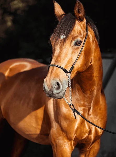 Caballo